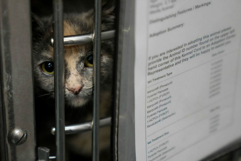 Story - HM - A stray cat is held for medical attention at the Kenton County Animal Services building in Covington, Ky. (Sam Greene / The Cincinnati Enquirer)