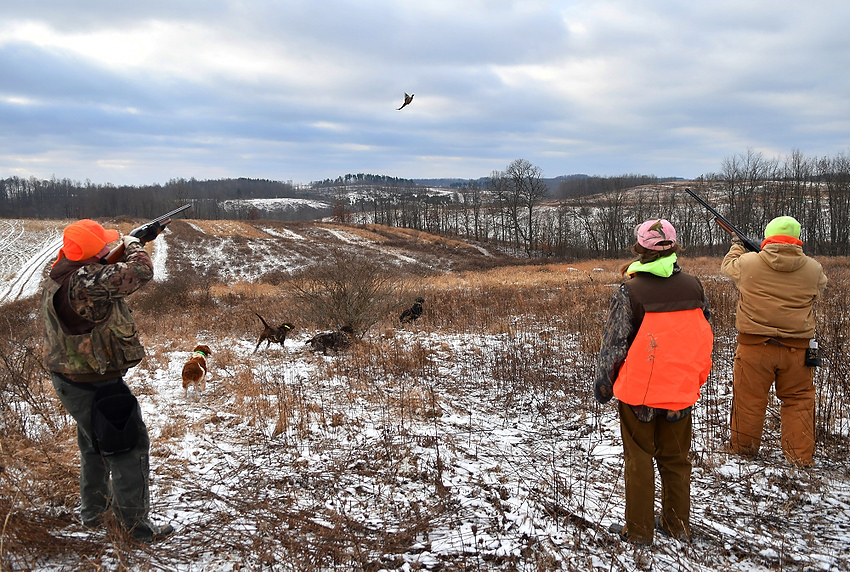 Award of Excellence, Feature Picture Story - Aaron Self / Kent State UniversityThe dogs flush a ring-necked pheasant into the air. While the guide keeps an eye on the dogs the hunters fire away at the bird.