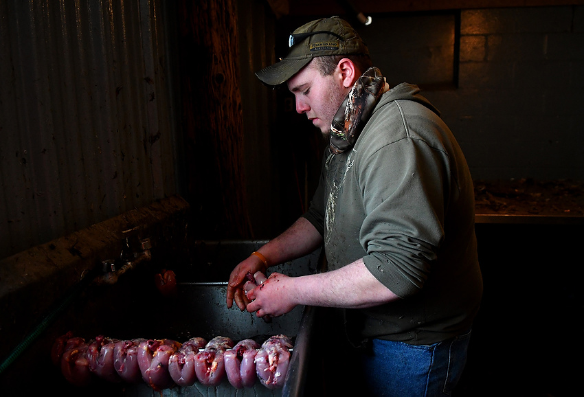 Award of Excellence, Feature Picture Story - Aaron Self / Kent State UniversityRich Flanigan guts and cleans the birds that have been hunted, which are then bagged for the hunters to take home, ready to be cooked.