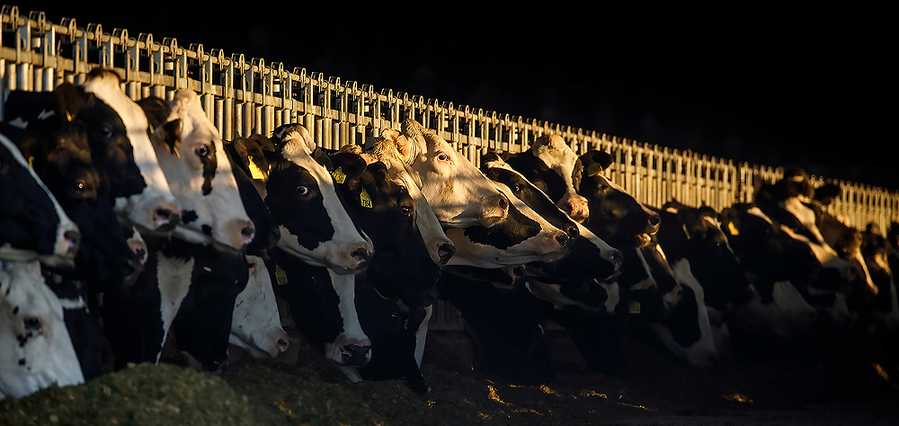 Second Place, News Picture Story - Andy Morrison / The BladeCows are fed at Hoffland Dairy near Clayton, Mi.  Many scientists blame mega farms, such as Hoffland Dairy, and the runoff they produce, for increasing algae-producing phosphorus pouring into the lake.