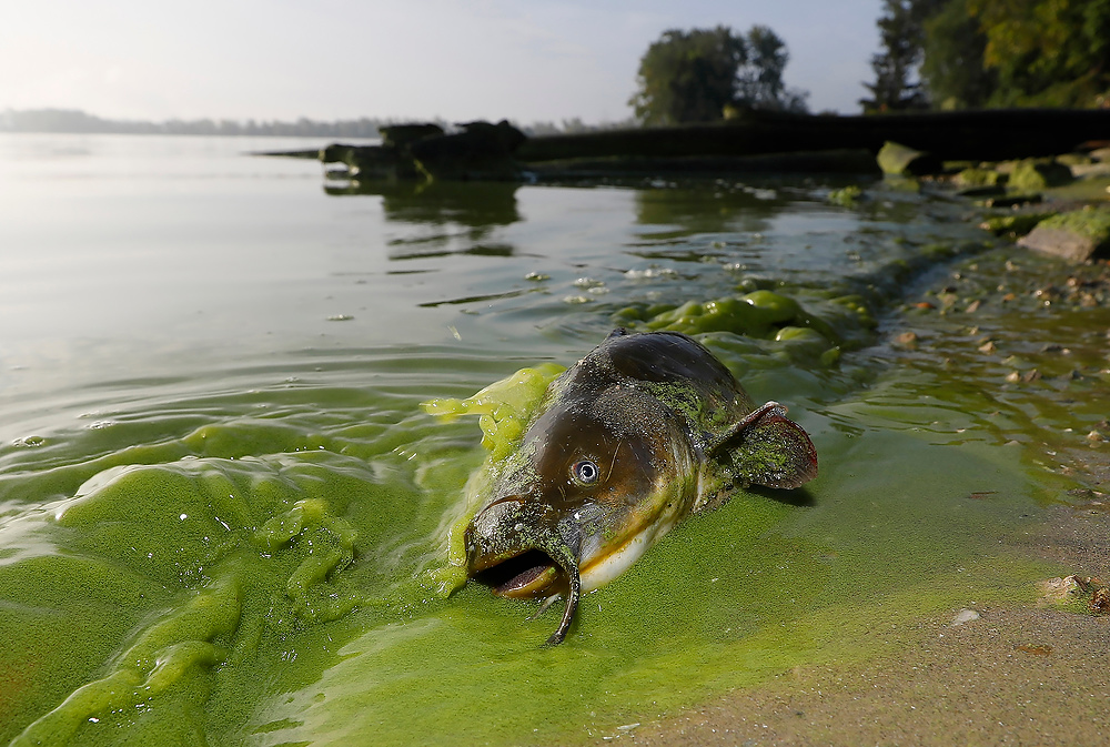 Second Place, News Picture Story - Andy Morrison / The BladeA catfish, still breathing, washes ashore in the algae-filled waters at the end of 113th Street in Toledo.