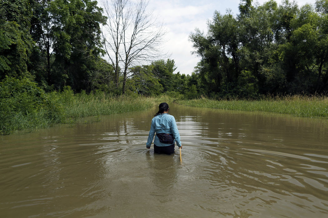 Bing Bing Jiang, working on her doctorate at University of South Florida walks through water after visiting a experiment site that was submerged at least four feet of water that capture phosphorus and nitrogen near the South Fork Licking River in Buckeye Lake on July 14, 2017.  Rain waters from the night before caused all kinds of flooding in Buckeye Lake.