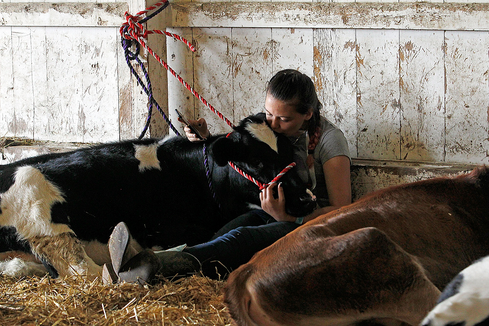 Second Place, George S. Smallsreed Photographer of the Year  - Lorrie Cecil / ThisWeek Community NewsSamantha Smith, 15, of Delaware cuddles with her holstein dairy feeder Lucy during the Delaware County Fair on Tuesday September 19.  Smith is hoping Lucy is bought by the family of a friend so she can keep seeing him.  
