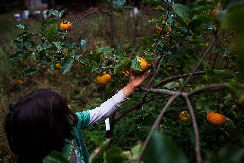 First Place, Chuck Scott Student Photographer of the Year - Erin Clark / Ohio UniversityFinely checks the ripeness of a persimmon after dinner.Finely checks the ripeness of a persimmon after dinner.