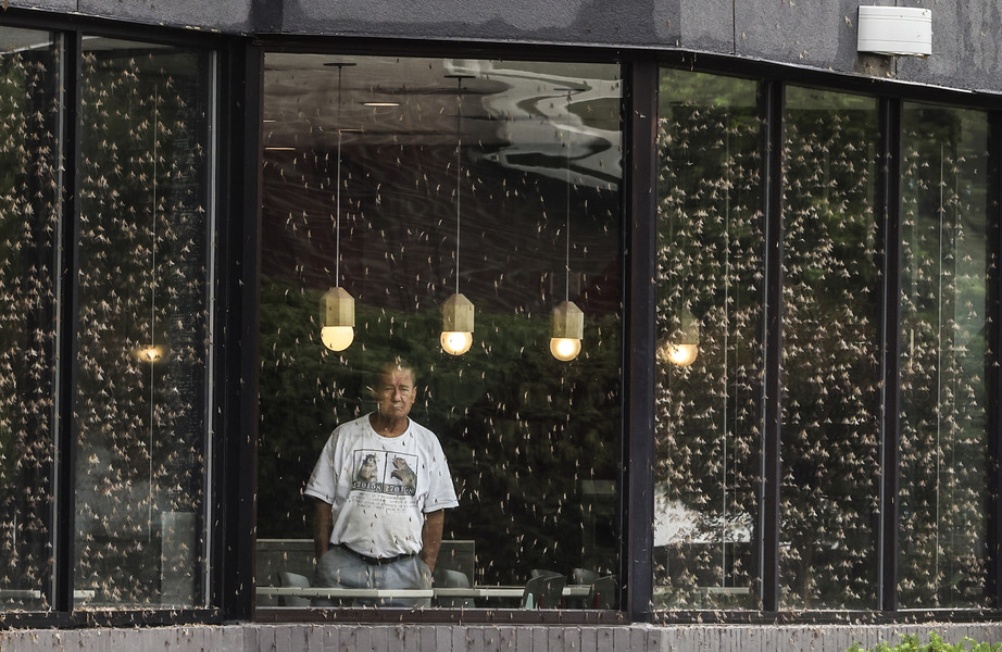 June - General News - 2nd place - Kevin Burley of Point Place looks through a mayfly covered window while waiting for his order to be filled at McDonald’s   in Point Place. Mr. Burley says the mayflies don’t bother him a bit.  (Jeremy Wadsworth / The Blade)